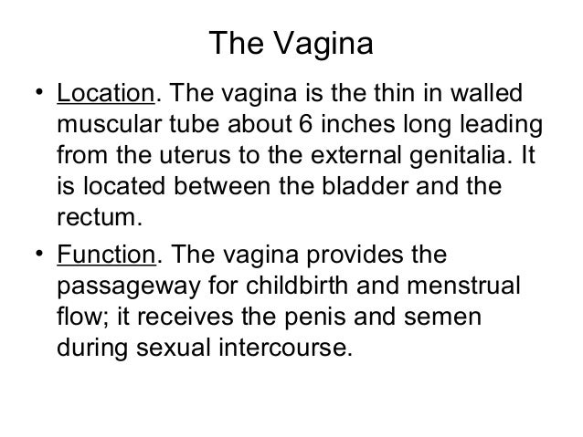 what is the function of the vagina Erotic english european photography